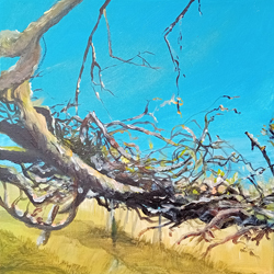 Schoorlse Duinen1